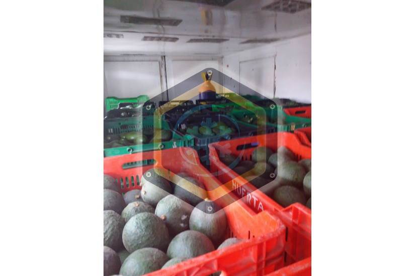 Cámara frigorífica de maduración de frutas - San Luis - Lima